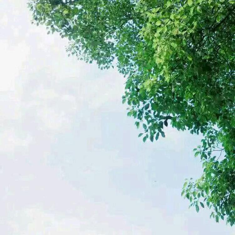 武田观柳（身份：恶德实业家、操纵鸦片贸易） - 院线新片抢先在线观看 - 平板直播